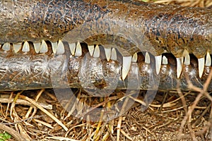 Gharial