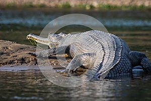Gharial Crocodile Exiting the River to Sun
