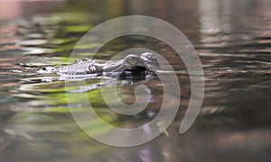 Gharial Crocodile Eyes Peaking Out of the Water