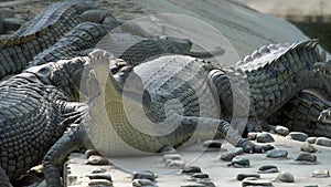 Gharial crocodile Gavialis gangeticus, also known as the Gavial in Breeding Center