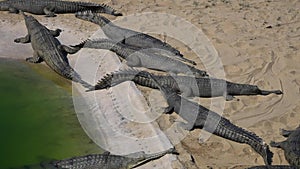 Gharial Crocodile Gavialis gangeticus, also known as the Gavial in Breeding Center