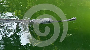 Gharial crocodile Gavialis gangeticus, also known as the Gavial Floating in Green Water