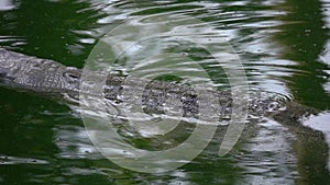 Gharial crocodile Gavialis gangeticus, also known as the Gavial Floating in Green Water