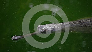 Gharial crocodile Gavialis gangeticus, also known as the Gavial Floating in Green Water