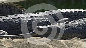 Gharial crocodile Gavialis gangeticus, also known as the Gavial Resting on Sand