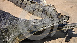 Gharial crocodile Gavialis gangeticus, also known as the Gavial Resting on Sand