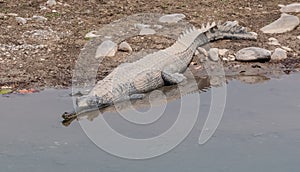 The Gharial Crocodile at Jim Corbett