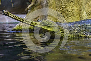 Gharial crocodile lurking in the water hunting