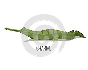 Gharial crocodile reptile animal. Nature and wildlife illustration.