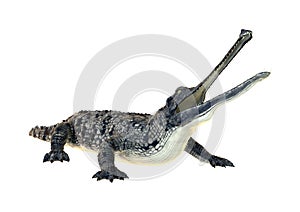 Gharial