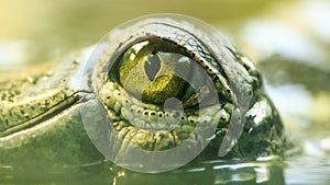 Gharial eye in water