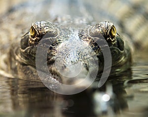 Gharial eyes