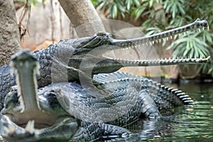 Gharial or fish-eating crocodile with open mouth