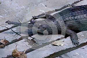 Gharial fish-eating crocodile resting