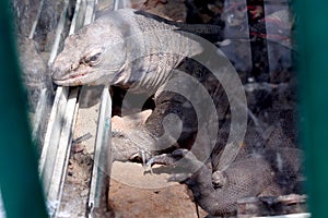 Gharial fish-eating crocodile resting