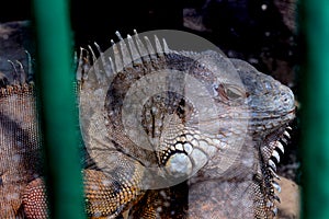 Gharial fish-eating crocodile resting