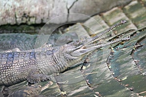 Gharial or gavial or fish-eating crocodile Gavialis gangeticus