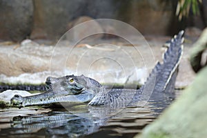 The gharial, gavial, fish-eating crocodile (Gavialis gangeticus) head of an individual in natural habitat