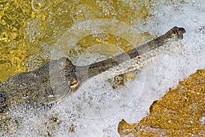 Gharial, Gavial, Gavialis gangeticus