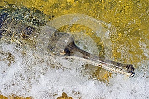 Gharial, Gavial, Royal Bardia National Park, Nepal