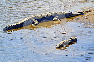 Gharial, Gavial, Royal Bardia National Park, Nepal