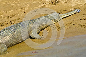 Gharial, Gavial, Royal Bardia National Park, Nepal