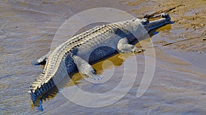 Gharial, Gavial, Royal Bardia National Park, Nepal