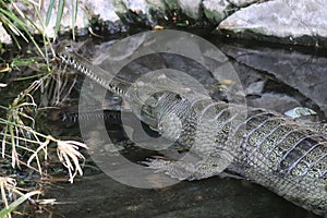 Gharial Gavialis gangeticus 2