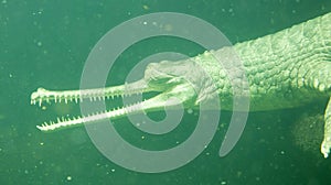 Gharial Gavialis gangeticus