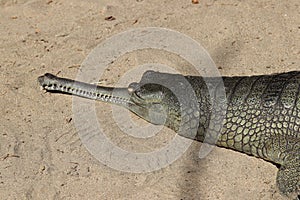 Gharial Gavialis gangeticus 3