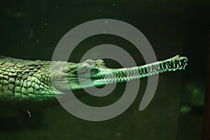 Gharial (Gavialis gangeticus)