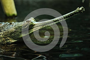 Gharial (Gavialis gangeticus)