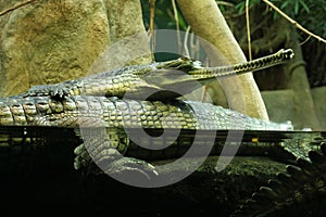 Gharial (Gavialis gangeticus)