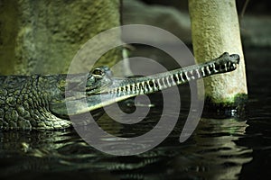 Gharial (Gavialis gangeticus)