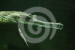 Gharial (Gavialis gangeticus)