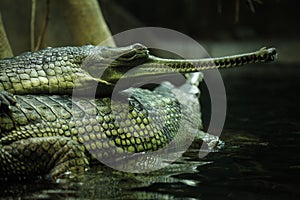 Gharial (Gavialis gangeticus)