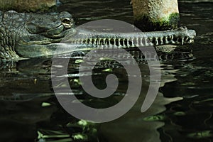 Gharial (Gavialis gangeticus)