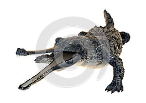 Gharial or Gavialis Gangeticus