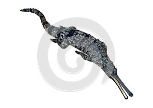 Gharial or Gavialis Gangeticus