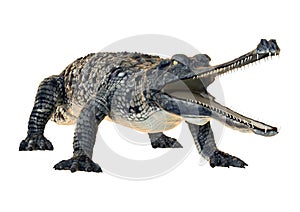 Gharial or Gavialis Gangeticus