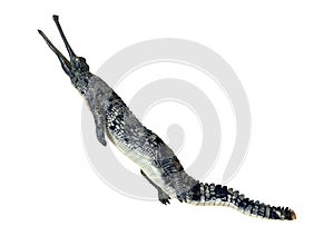 Gharial or Gavialis Gangeticus