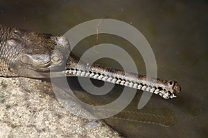 Gharial, Gavialis gangeticus.