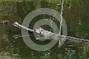 Gharial. Gavialis gangeticus.