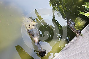 Gharial. Gavialis gangeticus.