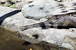 Gharial. Gavialis gangeticus.