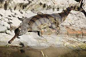 Gharial. Gavialis gangeticus.