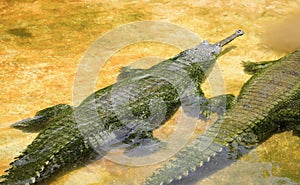 Gharial Gavialis gangeticus