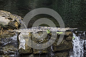 Gharial Gavialis gangeticus