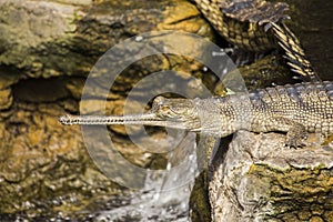 Gharial Gavialis gangeticus