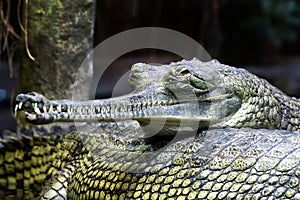 The gharial (Gavialis gangeticus), also known as gavial or fish-eating crocodile close up